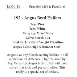 191 - Angus Bred Heifers