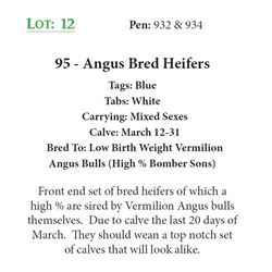 92 - Angus Bred Heifers