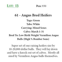 61 - Angus Bred Heifers
