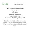 Image 1 : 28 - Angus Bred Heifers