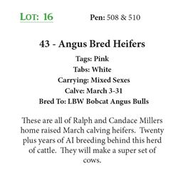 40 - Angus Bred Heifers