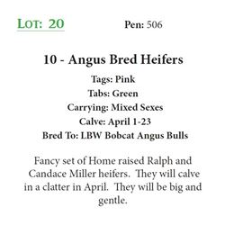 10 - Angus Bred Heifers