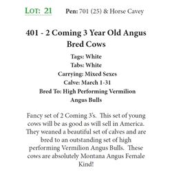 390 - 2 Coming 3 Year Old Angus Bred Cows