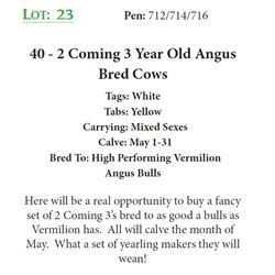 41 - 2 Coming 3 Year Old Angus Bred Cows