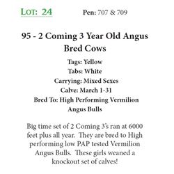 94 - 2 Coming 3 Year Old Angus Bred Cows