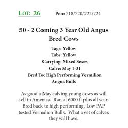 48 - 2 Coming 3 Year Old Angus Bred Cows