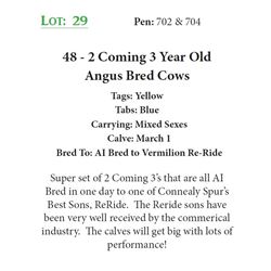45 - 2 Coming 3 Year Old Angus Bred Cows