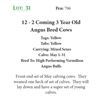Image 1 : 16 - 2 Coming 3 Year Old Angus Bred Cows