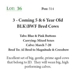 3 Head - Coming 5 & 6 Year Olds - AI Bred