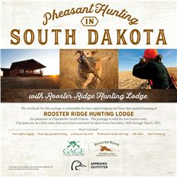 South Dakota Pheasant hunting for Four