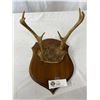 Image 1 : Vintage Mounted Deer Antlers