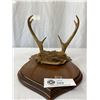 Image 2 : Vintage Mounted Deer Antlers