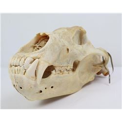 Large Kodiak Brown Grizzly Bear Skull w/ Tag