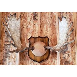 Large Set of British Columbia Moose Horns 42"