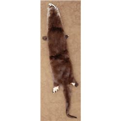 Tanned Feet On Oregon Taxidermy Otter Hide