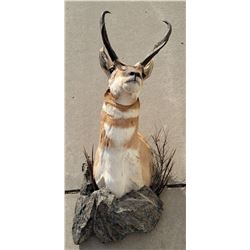 Large Montana Taxidermy Pronghorn Antelope