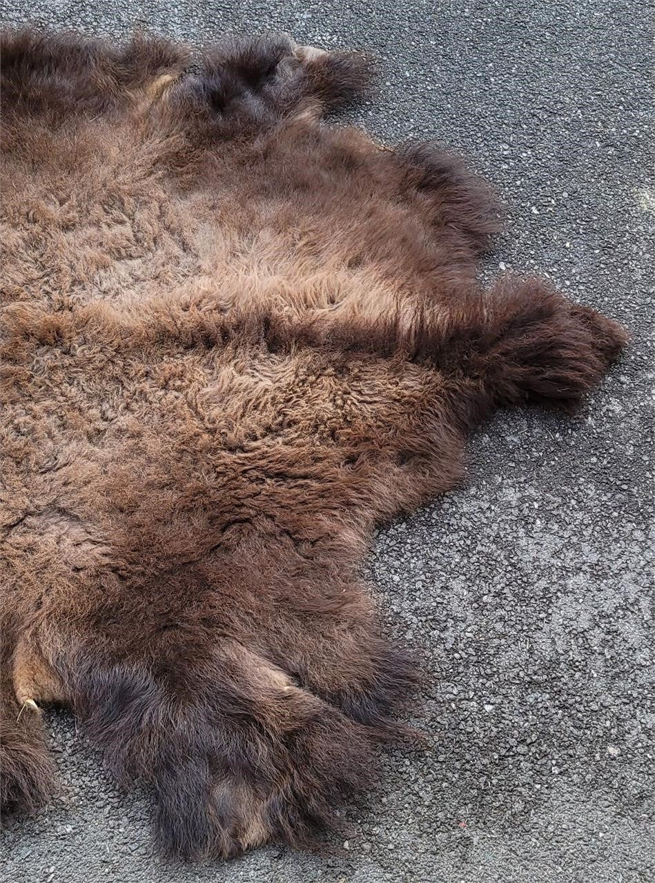 Large Taxidermy Montana Buffalo Hide Robe Rug