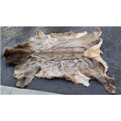 Large Montana Taxidermy Elk Hide w/ Art