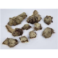 Lot of Montana Mountain Lion Claws