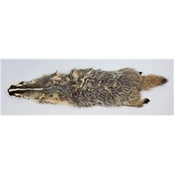 Large Montana Tanned Taxidermy Badger