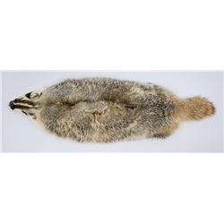Exceptional Large Montana Tanned Taxidermy Badger