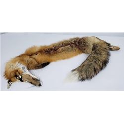 Montana Taxidermy Tanned Wild Red Fox