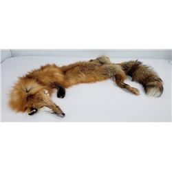 Montana Taxidermy Tanned Wild Red Fox