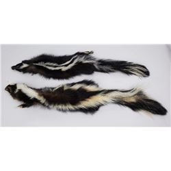 Pair of Montana Taxidermy Tanned Wild Skunks