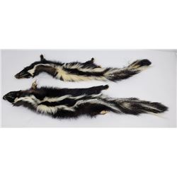 Pair of Montana Taxidermy Tanned Wild Skunks