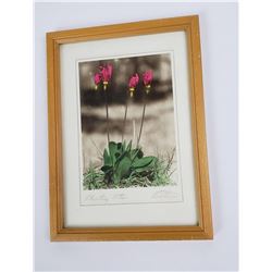 Peterson Hamilton Montana Shooting Star Photo