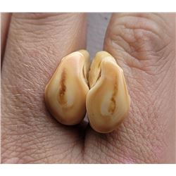 Pair of Montana Bull Elk Ivory Teeth