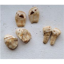 3 Sets of Montana Bull Elk Ivory Teeth
