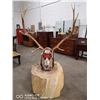 Image 1 : 6 POINT ELK WHOLE SKULL MOUNTED NATIVE ART