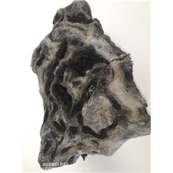 PETRIFIED WOOD FROM A COAL MINE HINTON ALBERTA