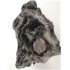 Image 1 : PETRIFIED WOOD FROM A COAL MINE HINTON ALBERTA