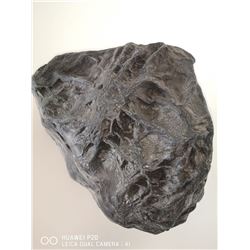 PETRIFIED WOOD FROM A COAL MINE HINTON ALBERTA