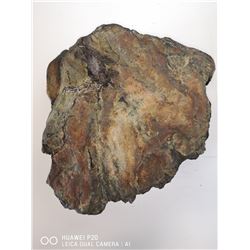 PETRIFIED WOOD FROM A COAL MINE HINTON ALBERTA