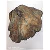 Image 1 : PETRIFIED WOOD FROM A COAL MINE HINTON ALBERTA