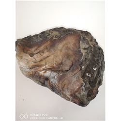 PETRIFIED WOOD FROM A COAL MINE HINTON ALBERTA