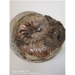 BROWN AMMONITE FOSSIL 9" X 8" X 6"