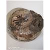 Image 1 : BROWN AMMONITE FOSSIL 9" X 8" X 6"