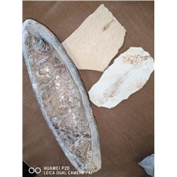 LOT OF 3 FISH FOSSILS