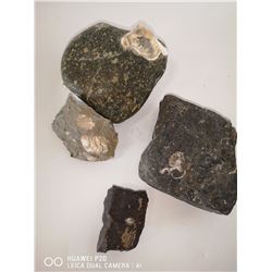 LOT OF 4 SHELL FOSSILS