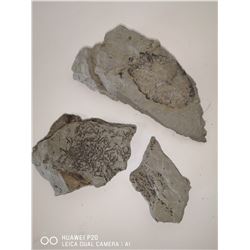 LOT OF 3 PLANT FOSSILS