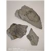 Image 1 : LOT OF 3 PLANT FOSSILS