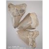 Image 1 : LOT OF 3 MAGLADON SHARK TEETH. 1 MILLION+ YEARS