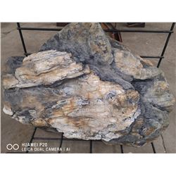 PETRIFIED WOOD FROM A COAL MINE HINTON ALBERTA