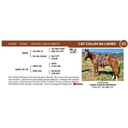 Cat Callin Da Ladies