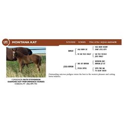 Montana Kat