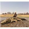 Image 2 : Crocodile and Hippo Hunt in Mozambique for One Hunter
